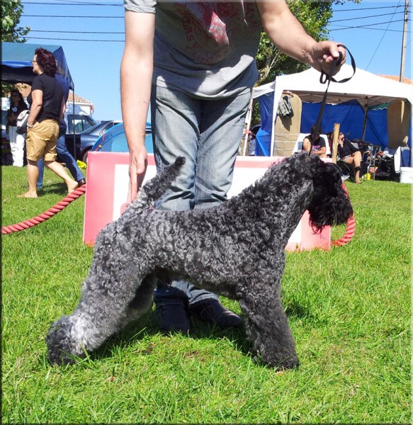 Kerry Blue Terrier. Corben Dallas de La Cadiera. . Kerry Blue Terrier. Corben Dallas de La Cadiera. .