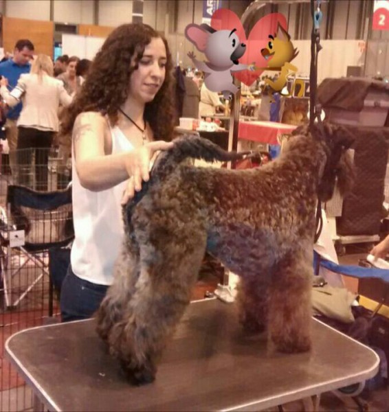 Kerry Blue Terrier.  Ch. La Cadiera Felicity. Exc. 1ª CAC CACIB BOS.