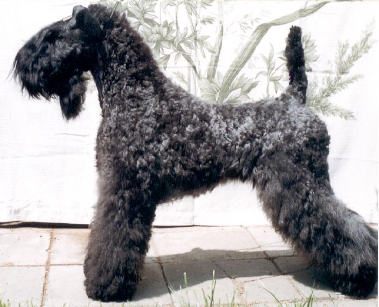 Kerry Blue Terrier. Vestida para Ganar de La Cadiera at Braudag.