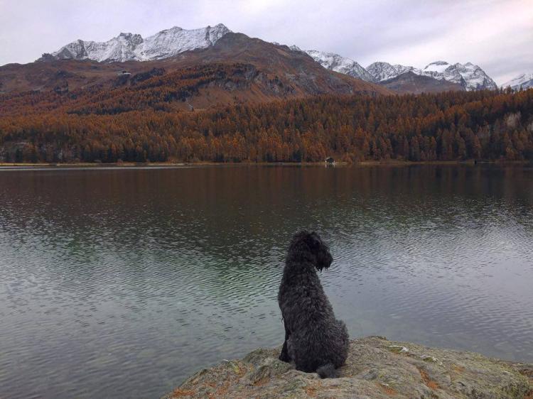Kerry Blue Terrier. Yepes de La Cadiera.