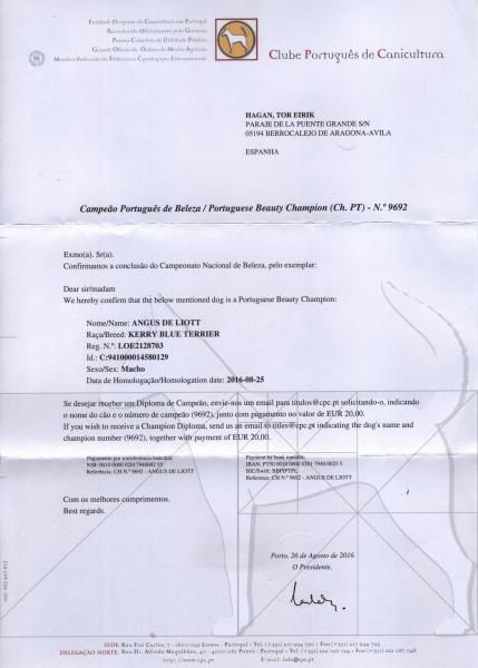 Kerry Blue Terrier.  Ch. Angus de Liott.