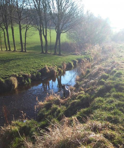 Kerry Blue Terrier. La Cadiera Gloria Bendita.