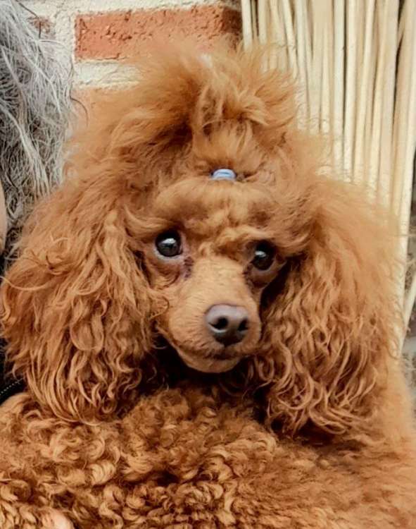 Caniche. Fleece Gold Chris.