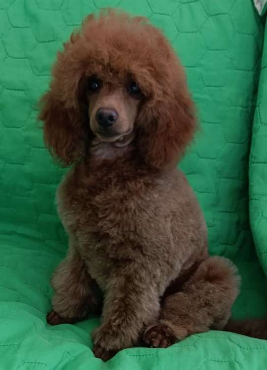 Caniche. Fleece Gold Chris.