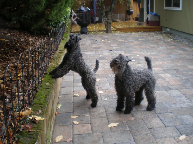 Kerry Blue Terrier. Lolita y Ferbane
