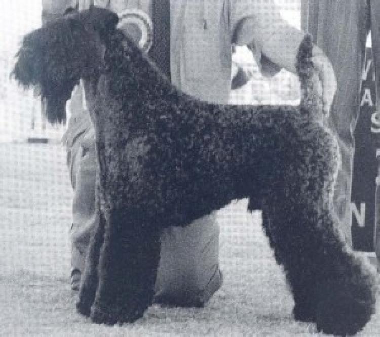 Kerry Blue Terrier. Arranshire Pioneer. Kerry Blue Terrier. Arranshire Pioneer.