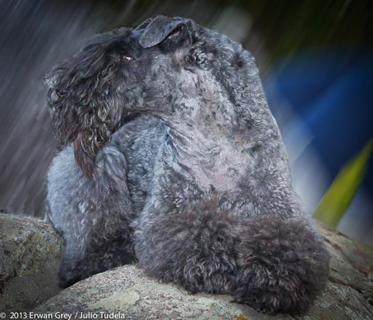 Kerry Blue Terrier.  Ch. Reina de Saba de La Cadiera.