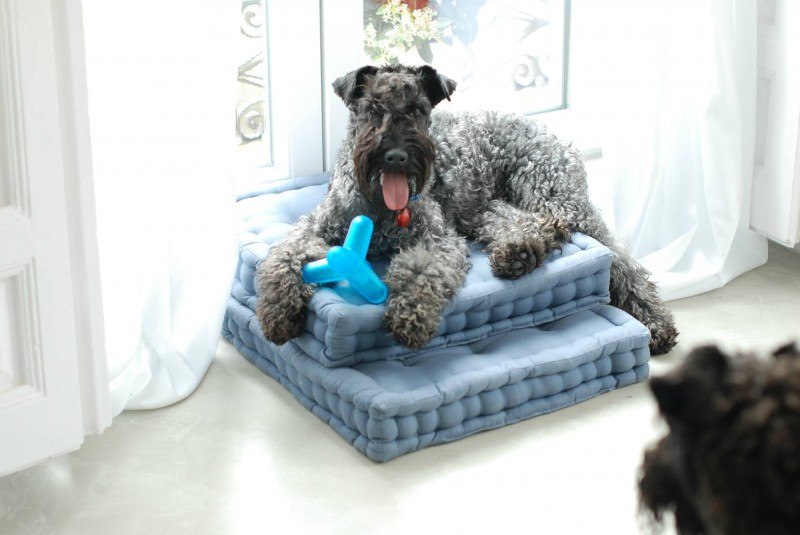 Kerry Blue Terrier. Clarita y Camilo