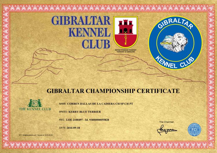 Kerry Blue Terrier.  Ch. Corben Dallas de La Cadiera. Kerry Blue Terrier.  Ch. Corben Dallas de La Cadiera.
