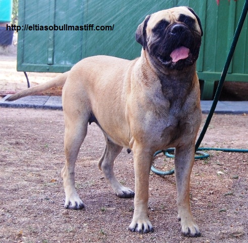 Bullmastiff. Tuffnell Lady Hawk.