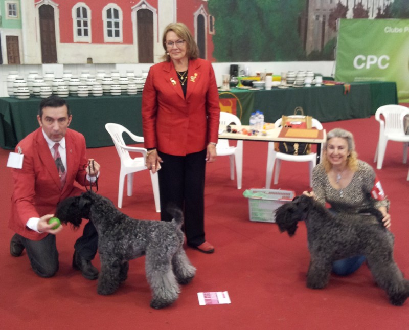 Kerry Blue Terrier. Corben Dallas de La Cadiera. C.A.C. B.O.B..