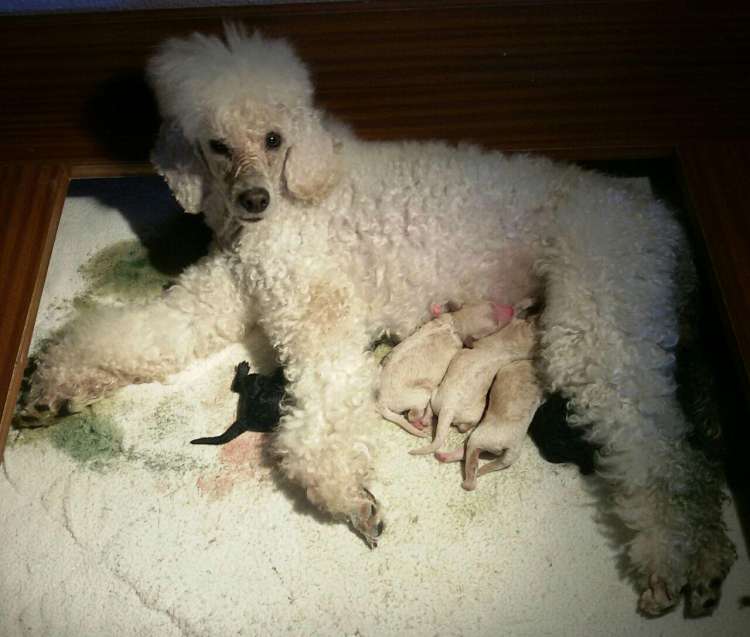 Camada 3L. Recién nacidos