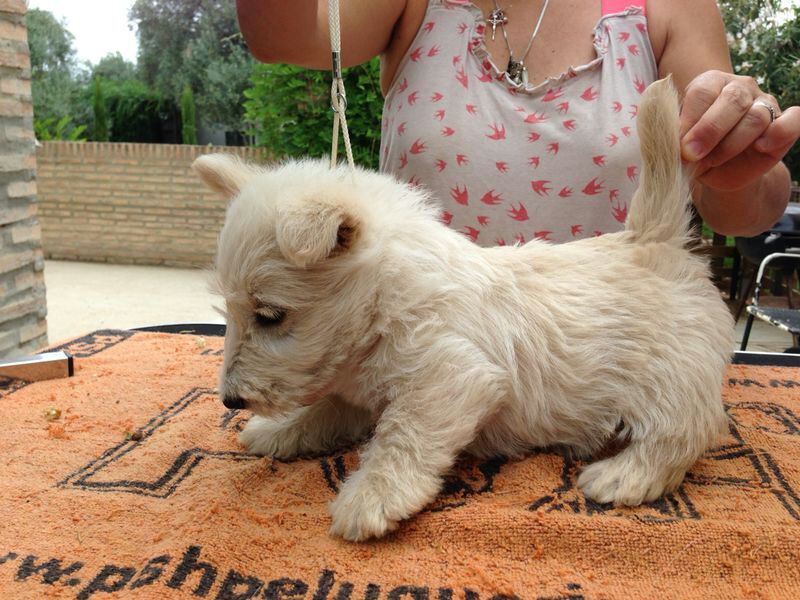 Scottish Terrier. Camada M.