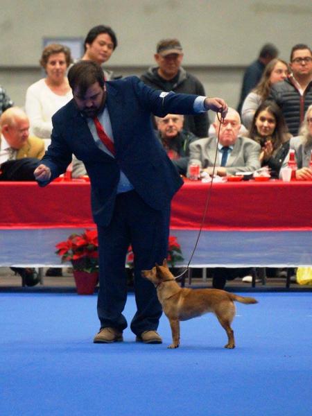 Podenco Portugués.  Ch. Kalixta Biankitos de Vale do Cruz.