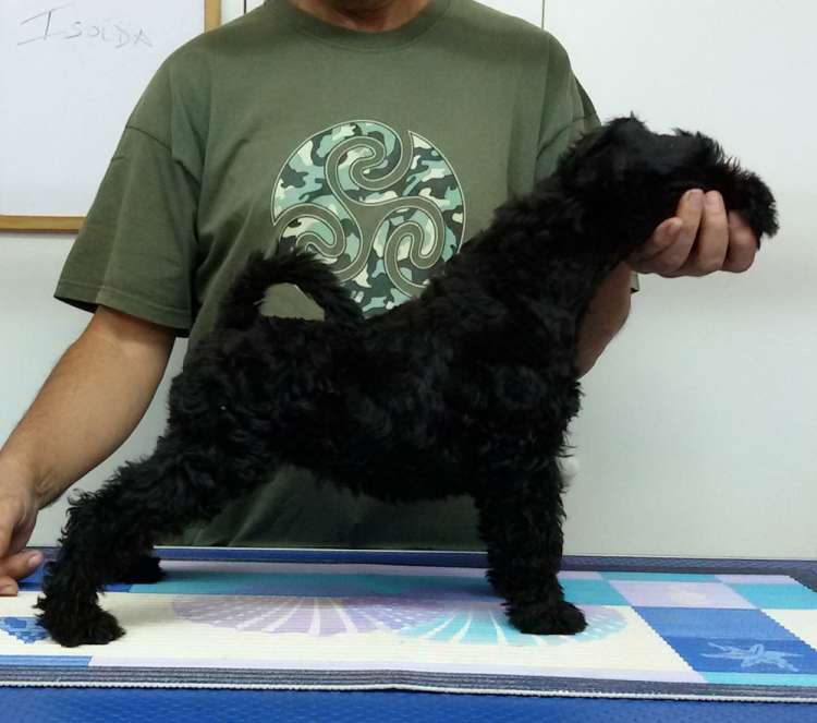 Kerry Blue Terrier. La Cadiera Isolda.