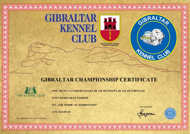 Kerry Blue Terrier.  Ch. La Cadiera Geisha.