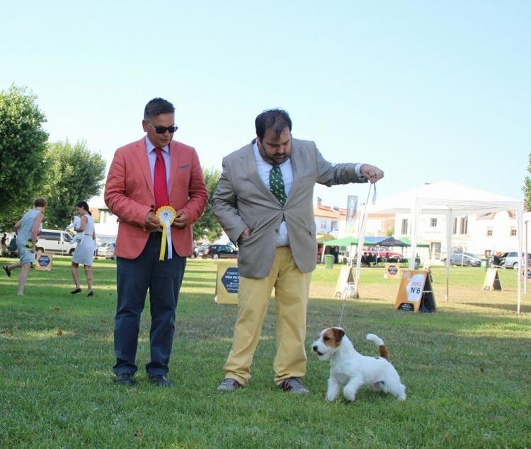 Jack Russell Terrier.