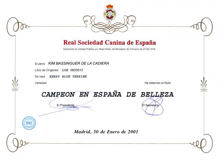 Kerry Blue Terrier.  Spain Ch. Kim Bassinguer de La Cadiera. Kerry Blue Terrier.  Spain Ch. Kim Bassinguer de La Cadiera.