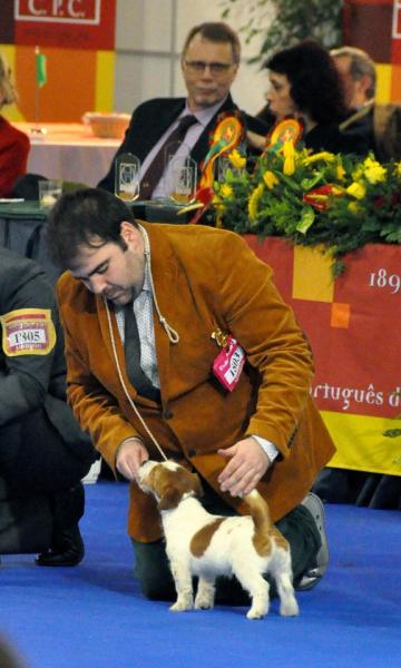 Jack Russell Terrier.