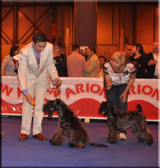 Kerry Blue Terrier. Ch. Bluemont Ena at La Cadiera. Exc. 1 - CCJ. 