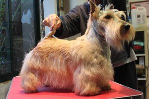 Scottish Terrier. Killisport Lady Casandra.