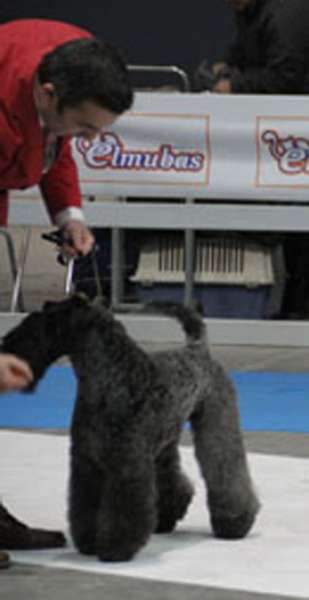 Kerry Blue Terrier.  Ch. Corben Dallas de La Cadiera BOB Monografica Terriers 2016.