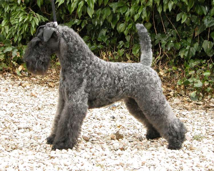 Kerry Blue Terrier. Multi Ch. La Cadiera Estela Plateada.