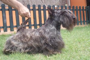 Scottish Terrier. Marilyn De Treysas.