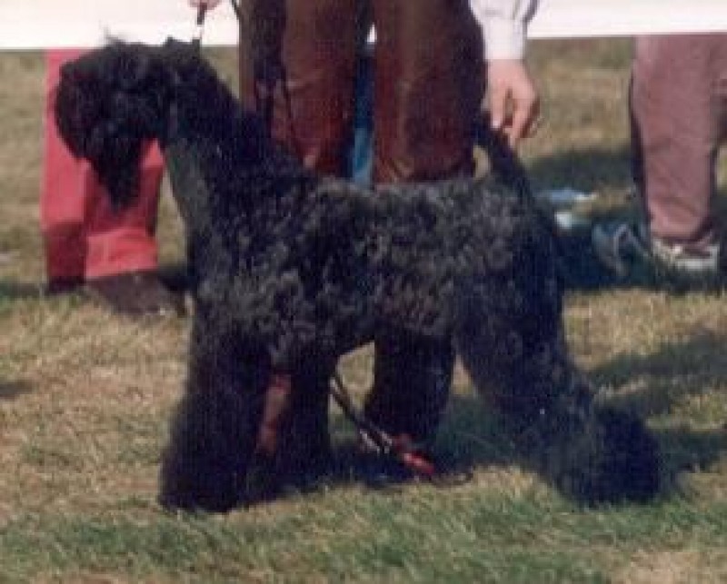 Ch. Louisburgh She´s Cute. Kerry Blue Terrier. Ch. Louisburgh She