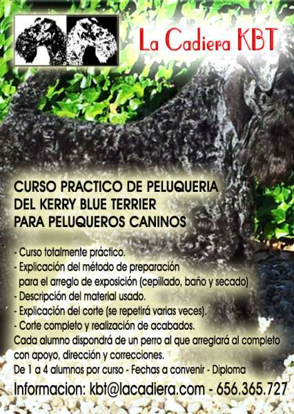 Peluqueria. Seminario Práctico Personalizado de Peluquería Avanzada del Kerry Blue Terrier (Ávila   España)