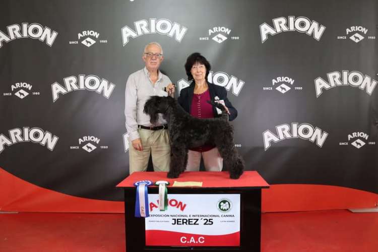 Kerry Blue Terrier. La Cadiera Pirata Roberts. Nuevo Ch. de España