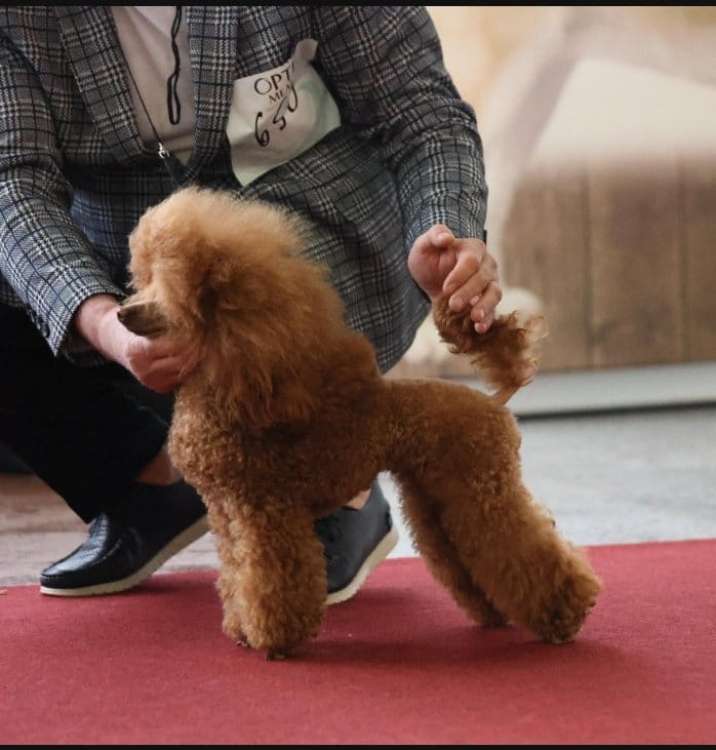 Caniche. Ch. Alma Unica Scarlet She Is The One.