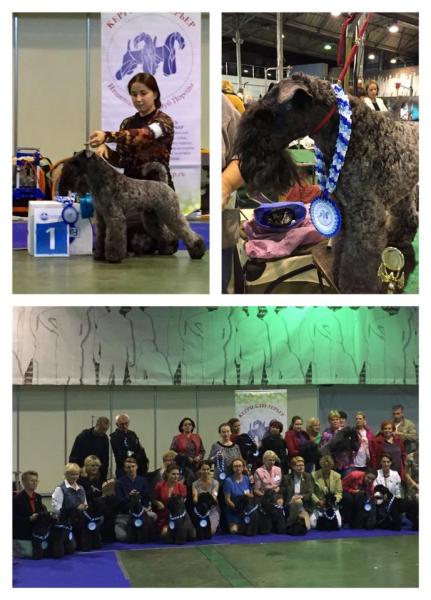 Kerry Blue Terrier. Multi Ch. La Cadiera Fenómeno Azul