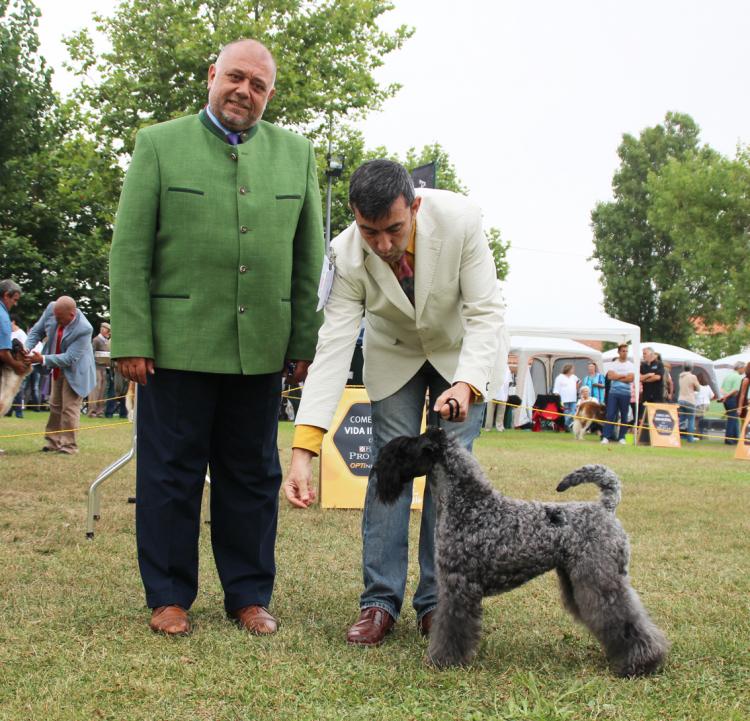 Kerry Blue Terrier.  Ch. La Cadiera Felicity. Exc. 1ª CAC BOS.