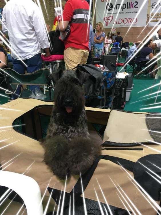 La Cadiera Karen. M.B. 1ª B.O.B. Mejor Cachorro..