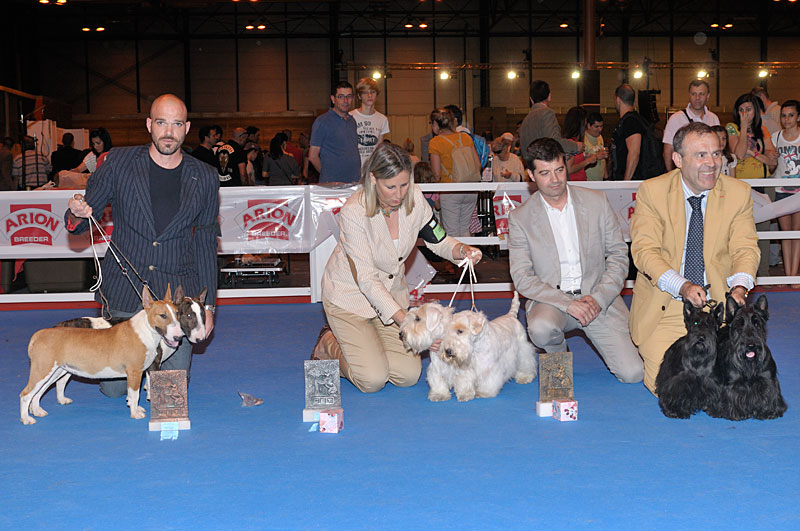 Exposición Internacional de Madrid Scottish Terrier.