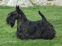 Scottish Terrier. Dundee Morning Felicity.