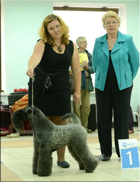 Kerry Blue Terrier. Volzhskiy Arkos Almaza Neozhidannya Iskra. 