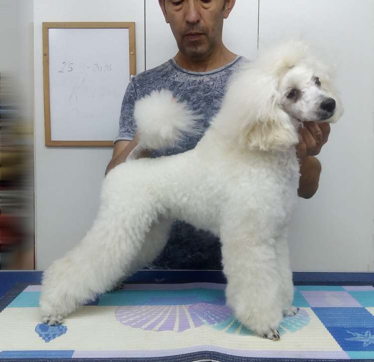 La Cadiera Jon Nieve. Caniche.