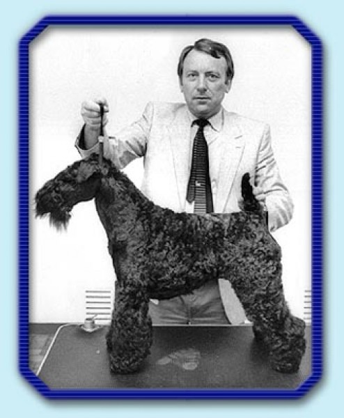 Kerry Blue Terrier. Louisburgh Peigshin Gogo