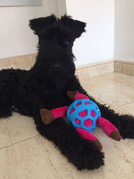 Camada 3K. La Cadiera Krystal Ocean. 3 meses.