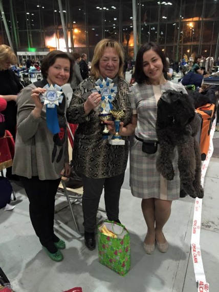 Kerry Blue Terrier. La Cadiera Fenomeno Azul. Exc. 1 - CCJ - BOB Clase Jovenes. Exc. 1 - CCJ - BOB Clase Jovenes. 