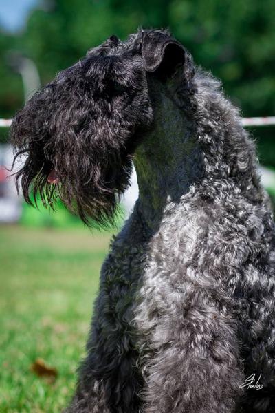 Kerry Blue Terrier.  Ch. La Cadiera Felicity.