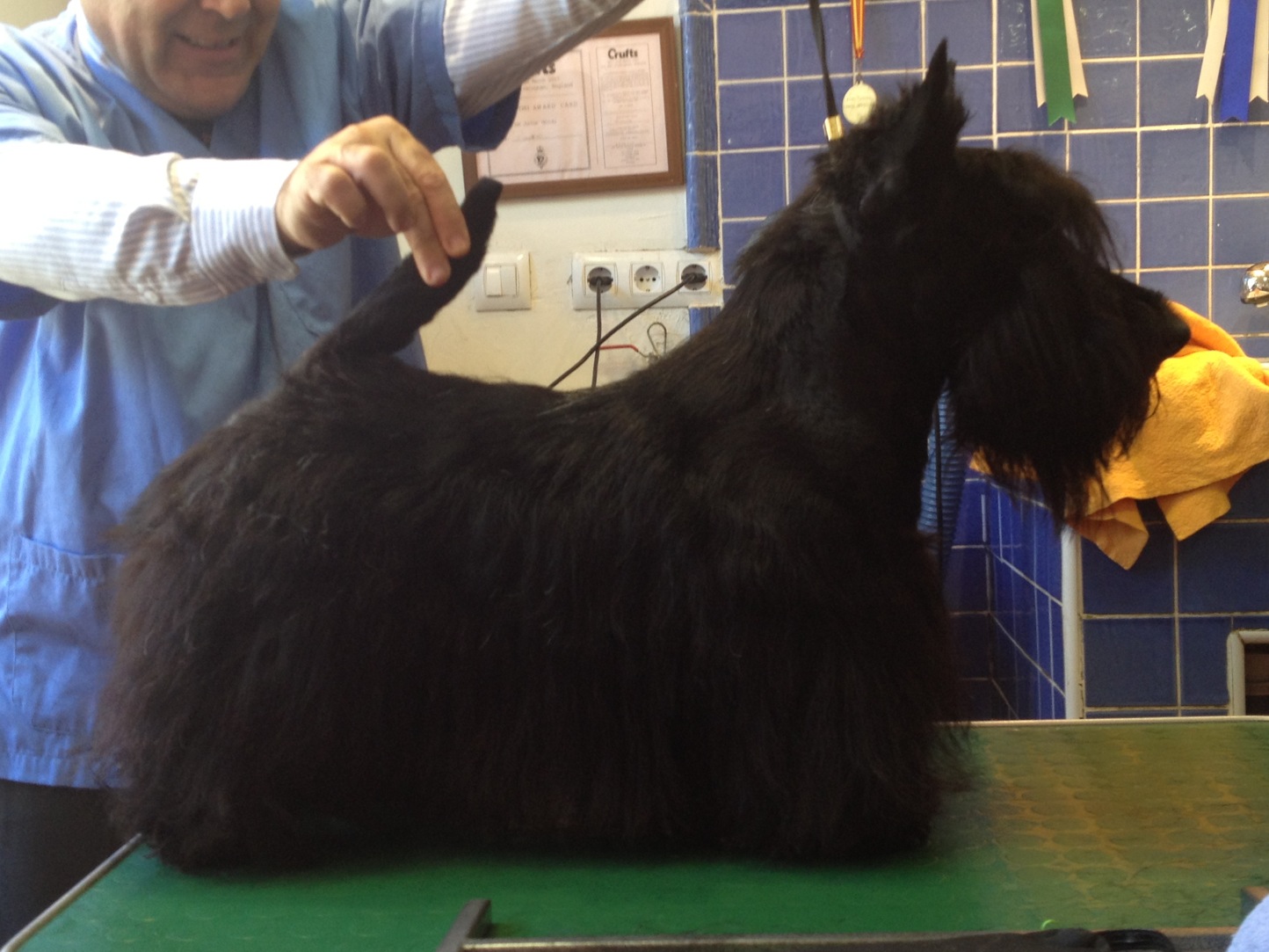 Scottish Terrier. Sir Treysas Von Tinsdal.