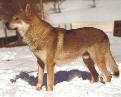 Perro Lobo Checo.  Ch. Charon Sedá Eminence.