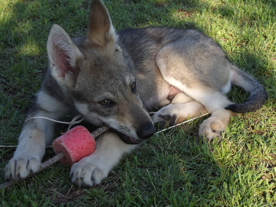 Perro Lobo Checo. Perro Lobo Checo.