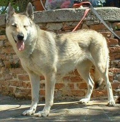 Perro Lobo Checo.  Ch. Petra Sedá Eminence.