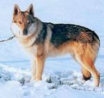 Perro Lobo Checo.  Ch. Ali Reolup. Perro Lobo Checo.  Ch. Ali Reolup.