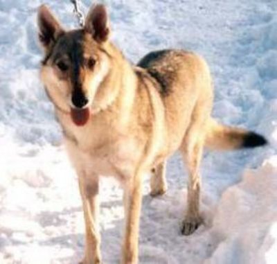 Perro Lobo Checo.  Ch. Krásna Ruskov Dvor Cs.