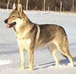 Perro Lobo Checo.  Ch. Jolly Z Molu Es. Perro Lobo Checo.  Ch. Jolly Z Molu Es.